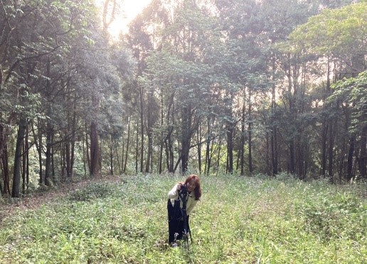 반딧불이 천국, 타이중 산림공원